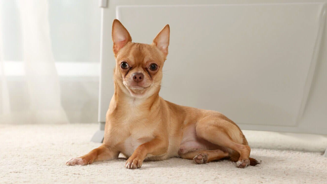 Que donner à manger à un chihuahua ?