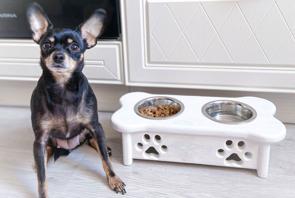 Aliments secs pour chihuahuas