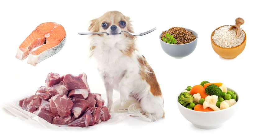 Alimentation naturelle pour les Chihuahuas