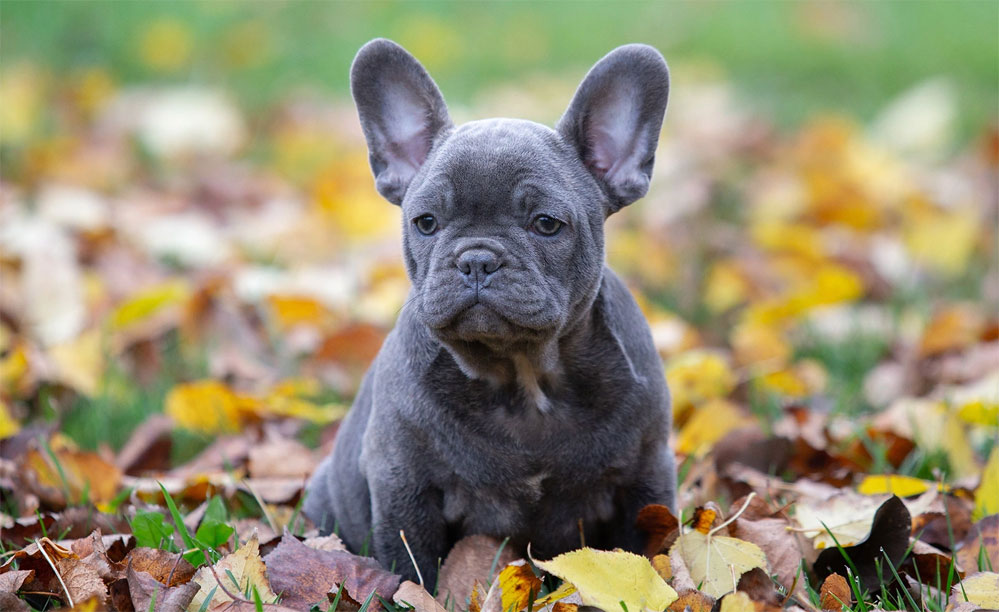 Que donner à manger à un chiot bouledogue français ?