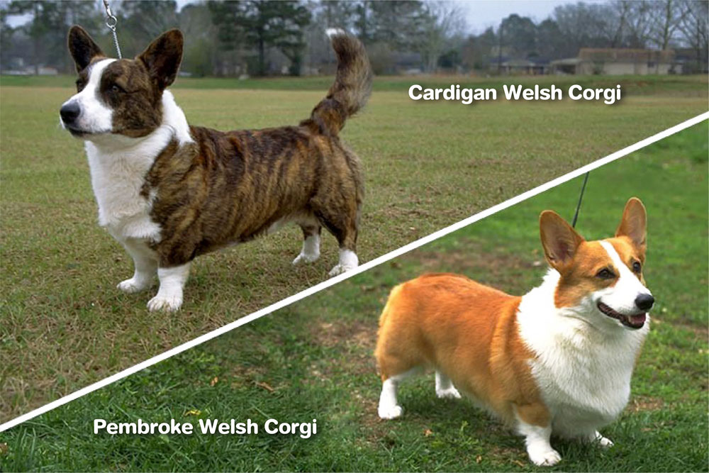 Variétés de Corgi