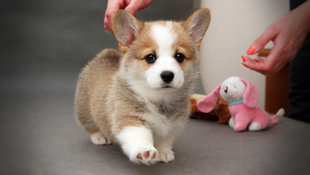À quelle fréquence et que donner à manger à un chiot Corgi ?