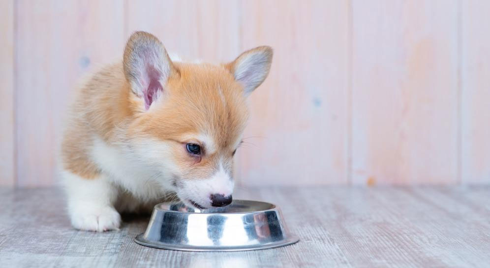Comment choisir la nourriture d'un chiot Corgi