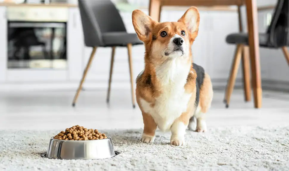 Nourriture pour Corgis