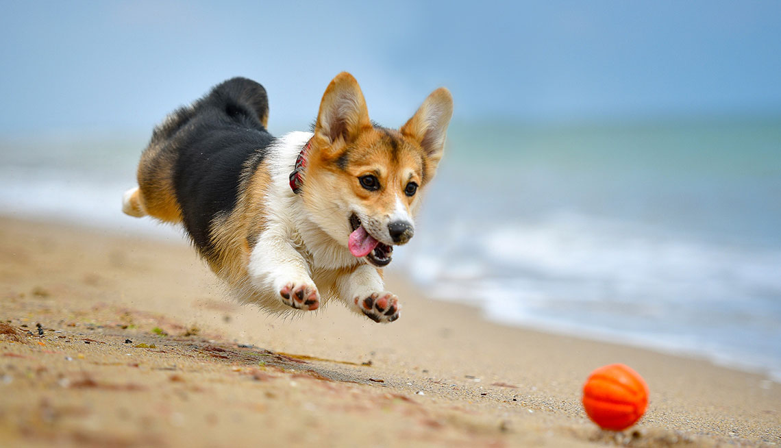 Que donner à manger à un corgi adulte ?