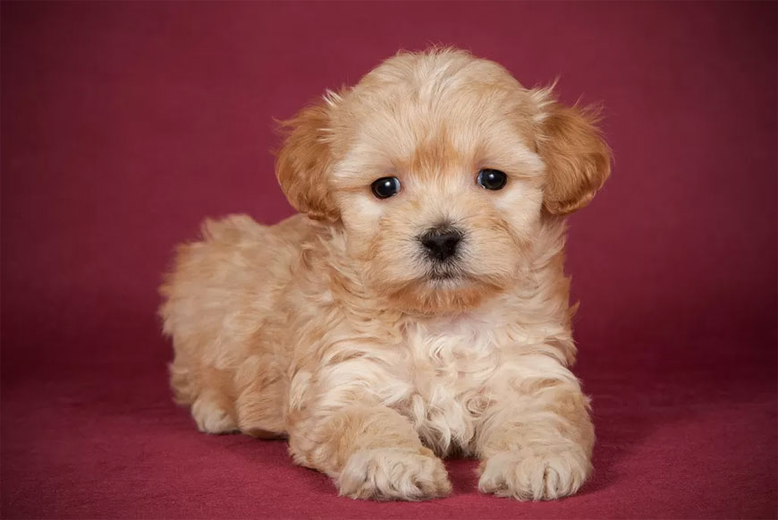 Maltipoo