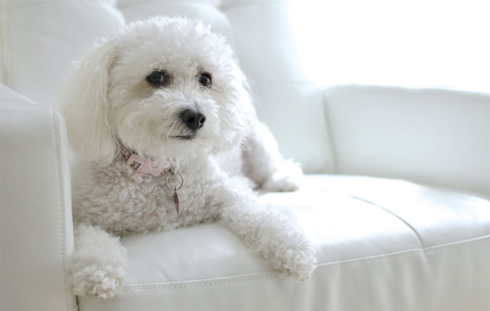 Que donner à manger à un Maltipoo blanc ?