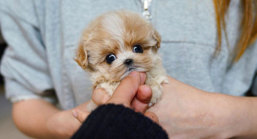 Que donner à manger à un petit chiot Maltipoo ?