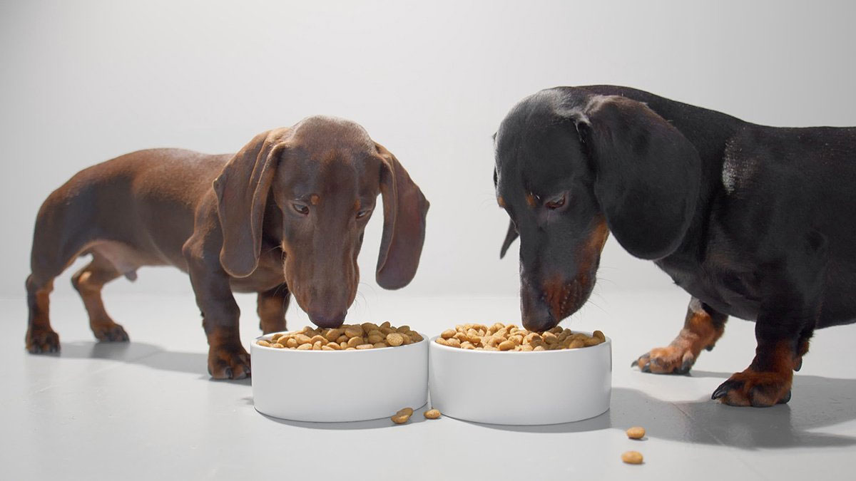 Comment nourrir un teckel