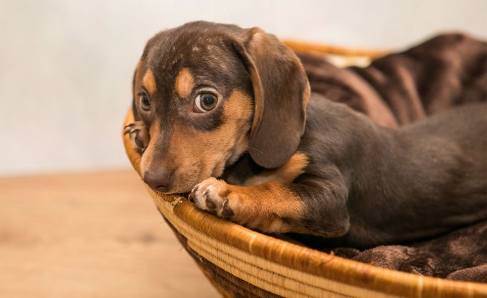Que donner à manger à un chiot teckel ?
