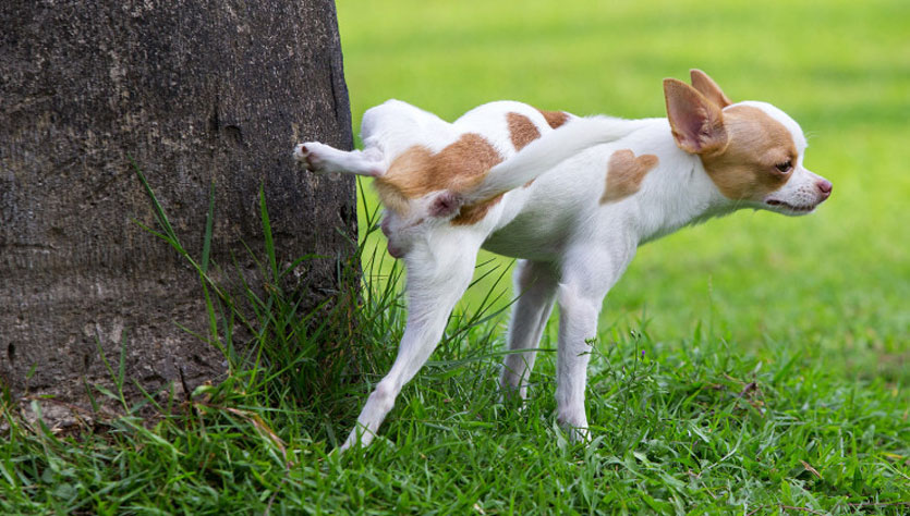 Le chien marque son territoire