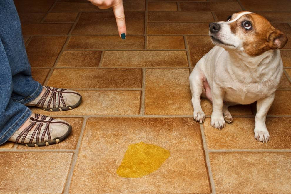 Comment éliminer l'odeur d'urine de chien du linoléum et du carrelage