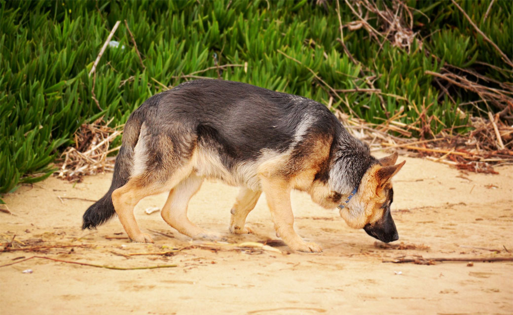 Particularités de l'odorat chez le chien