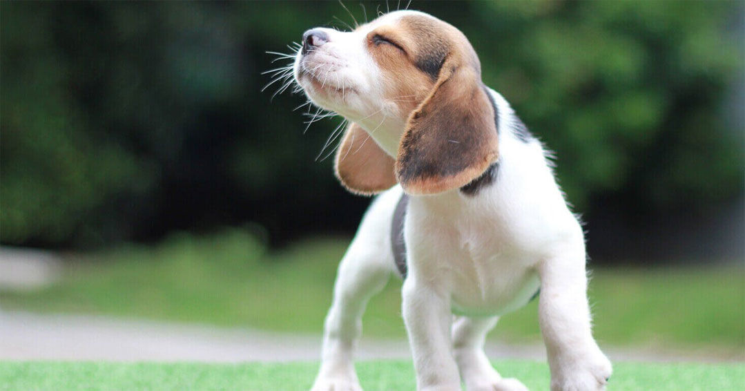 L'odorat des chiens : pourquoi certaines odeurs sont imperceptibles pour les chiens