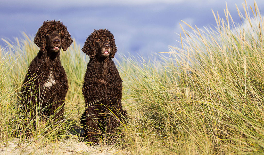 Épagneul d'eau irlandais