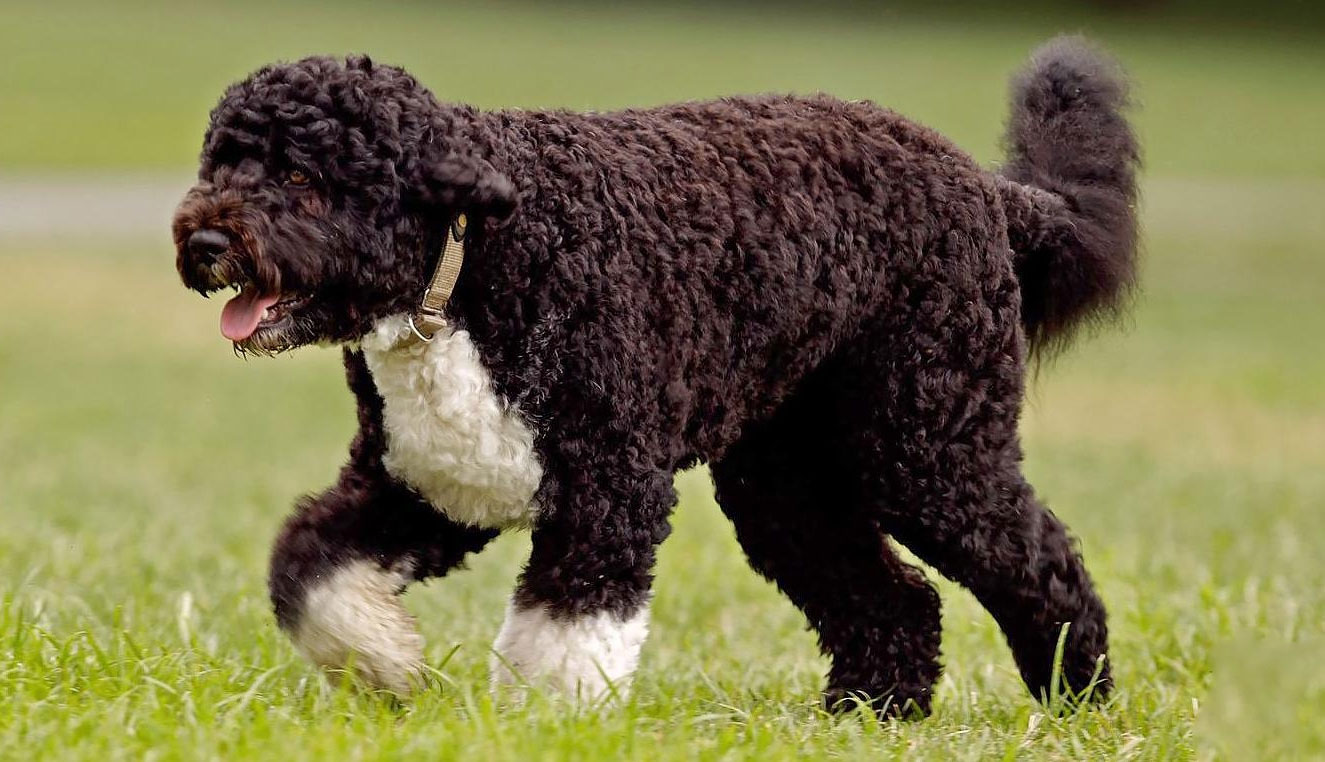 Chien d'eau espagnol