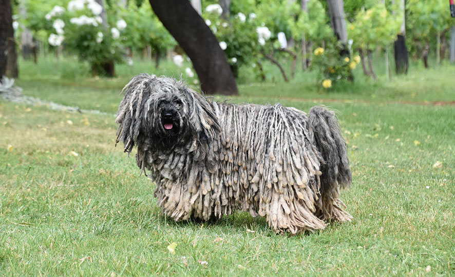 Puli - chien frisé