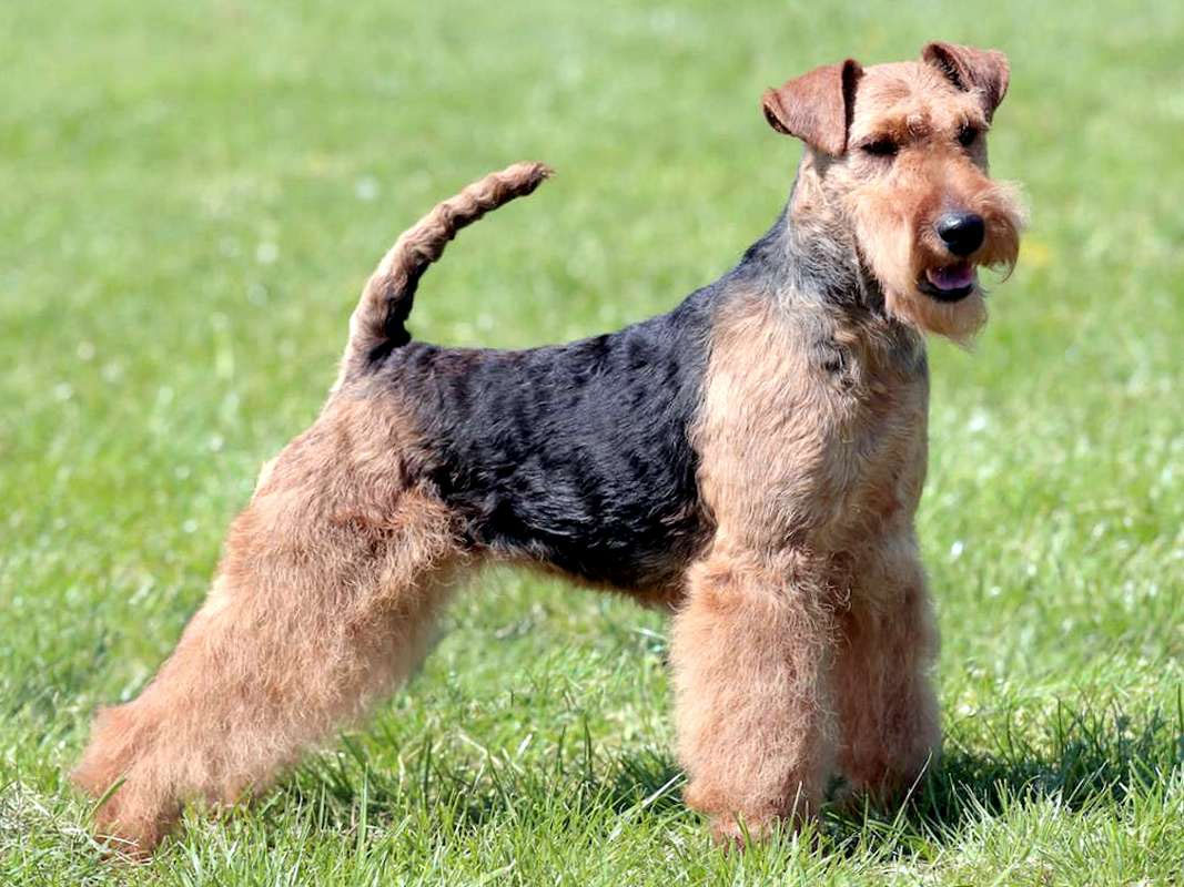 Welsh Terrier