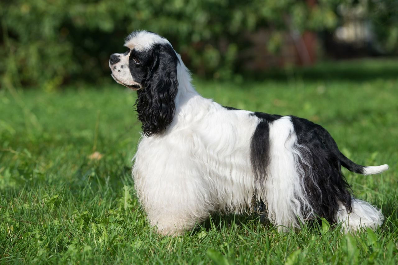 Cocker Spaniel américain
