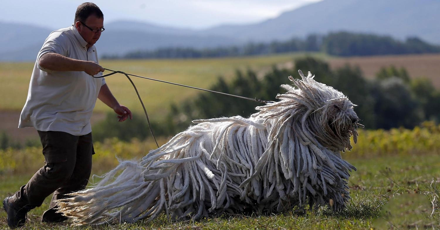 Komondor (Berger hongrois)