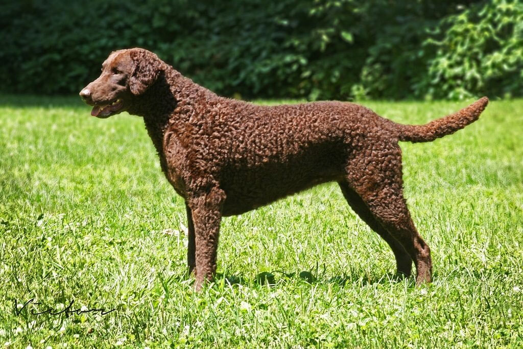 Curly (Retriever à poil frisé)