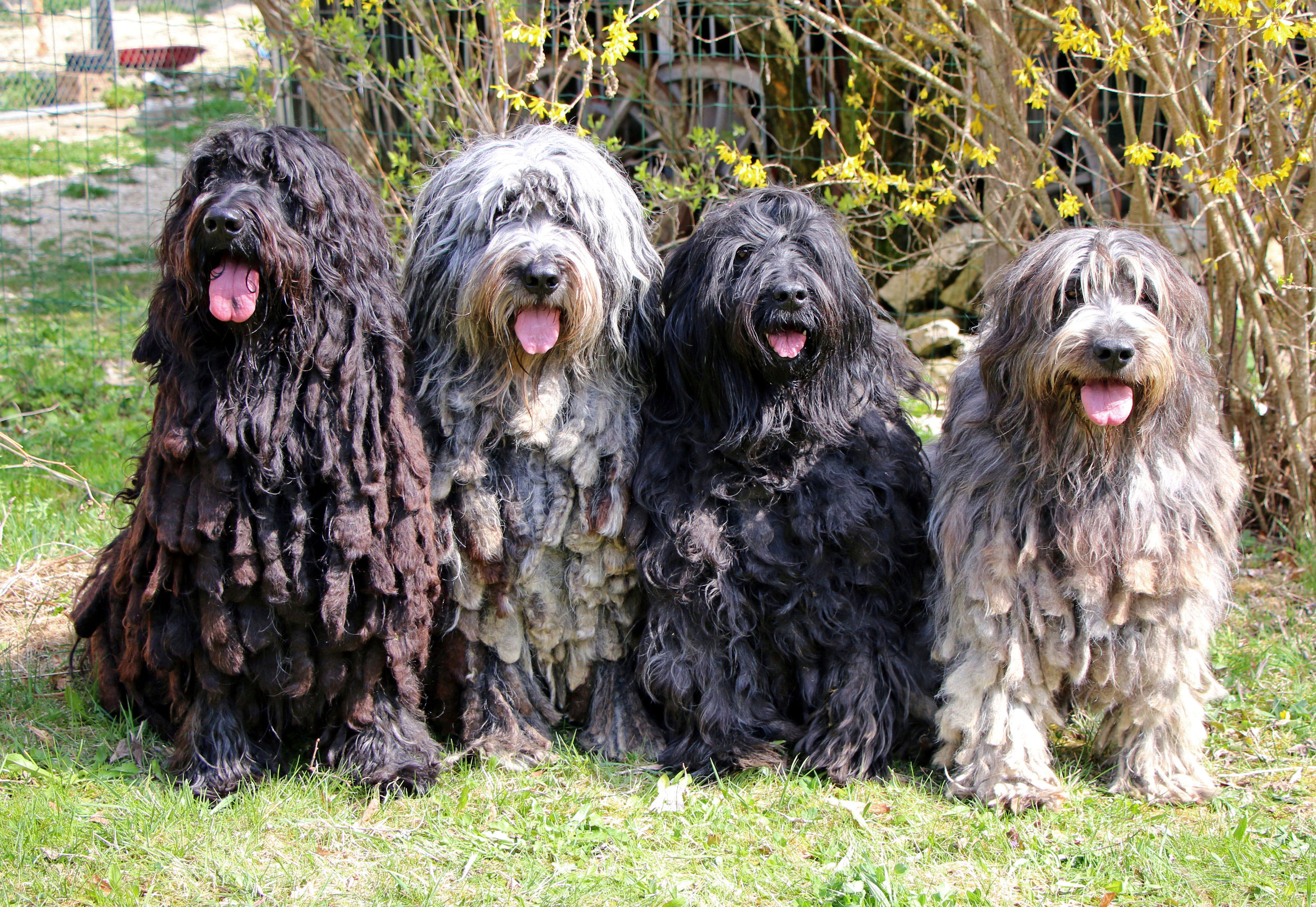 Berger de Bergamasque