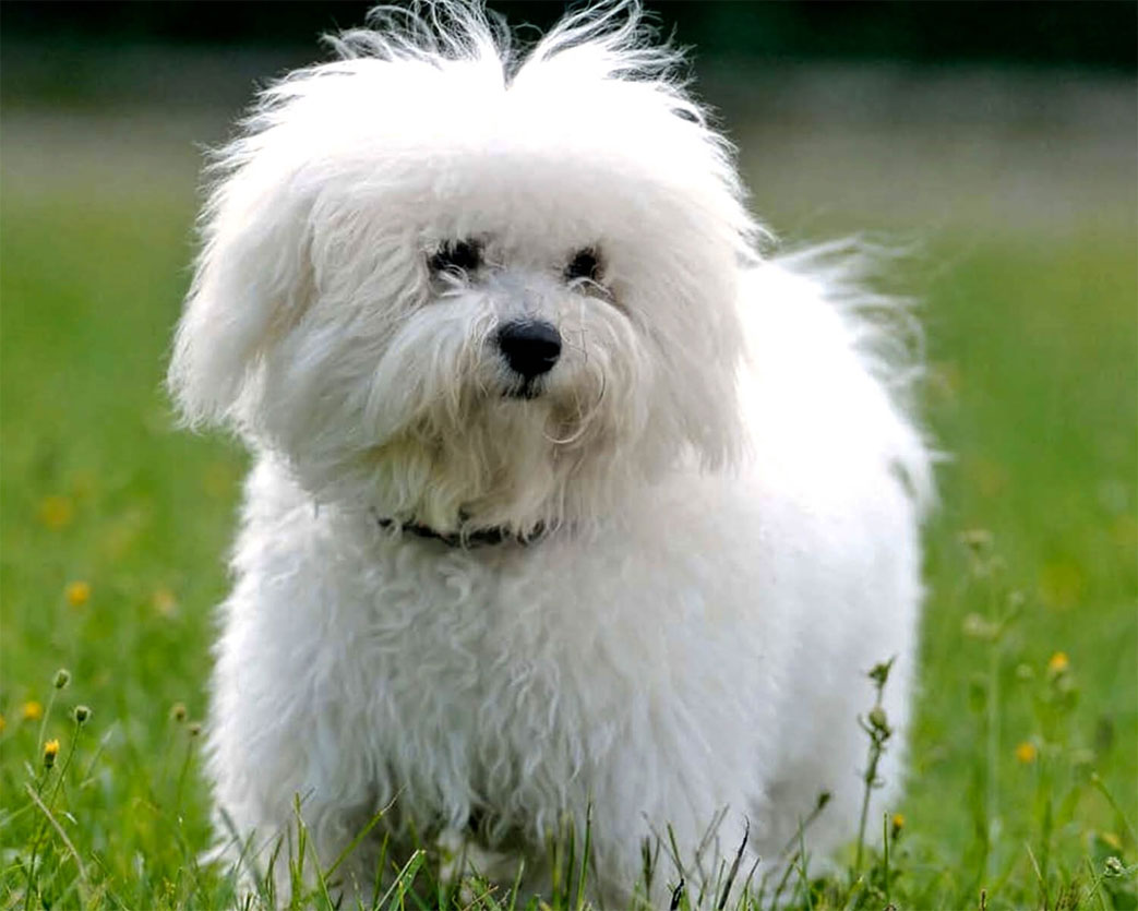 Bolonais (chien de compagnie italien)