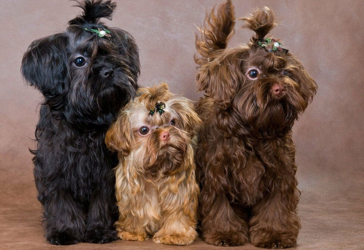 Bolonka russe Tsvetnaya