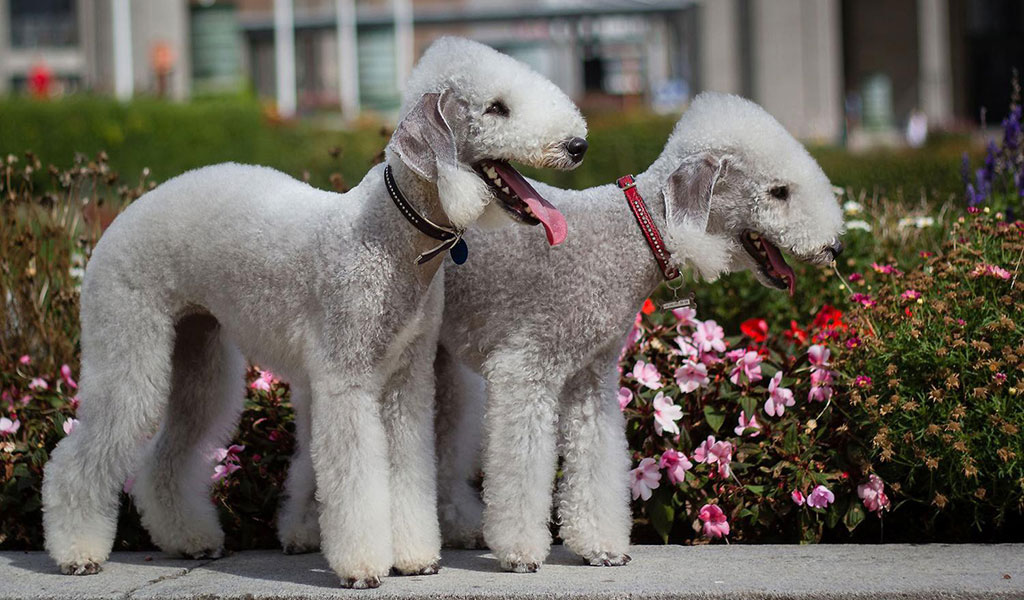 Terrier de Bedlington