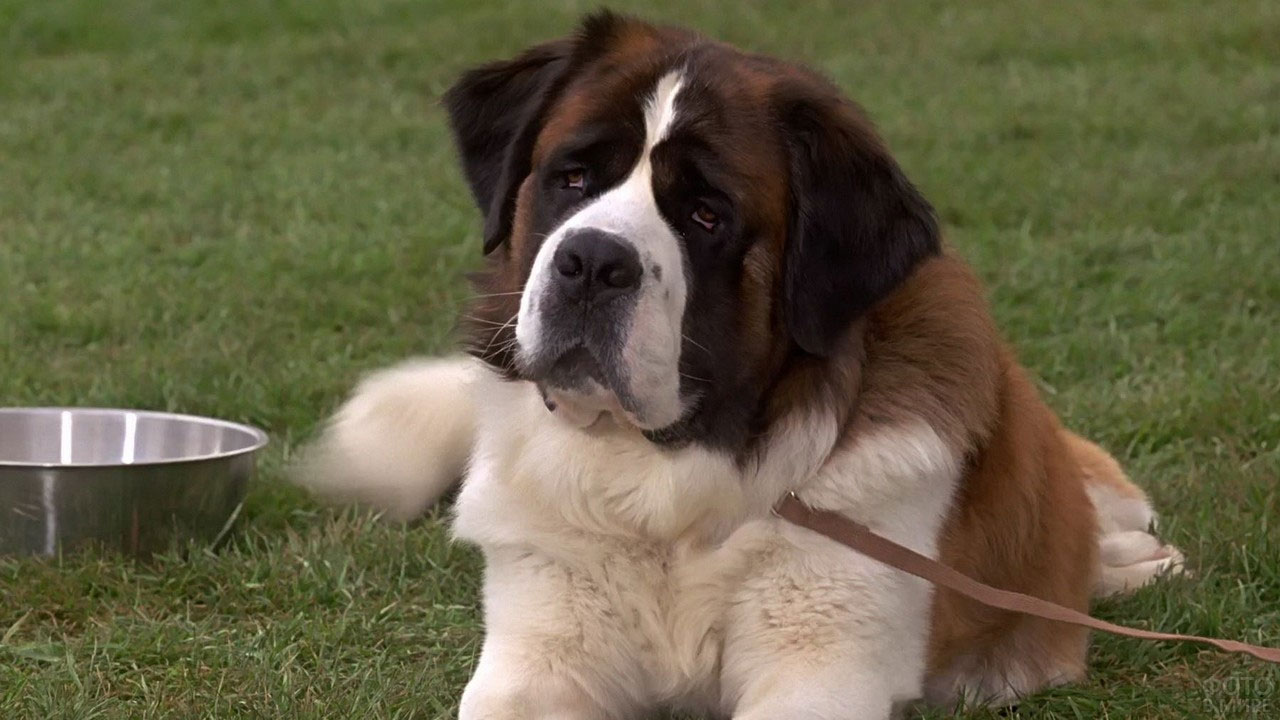 race de chien Saint-Bernard