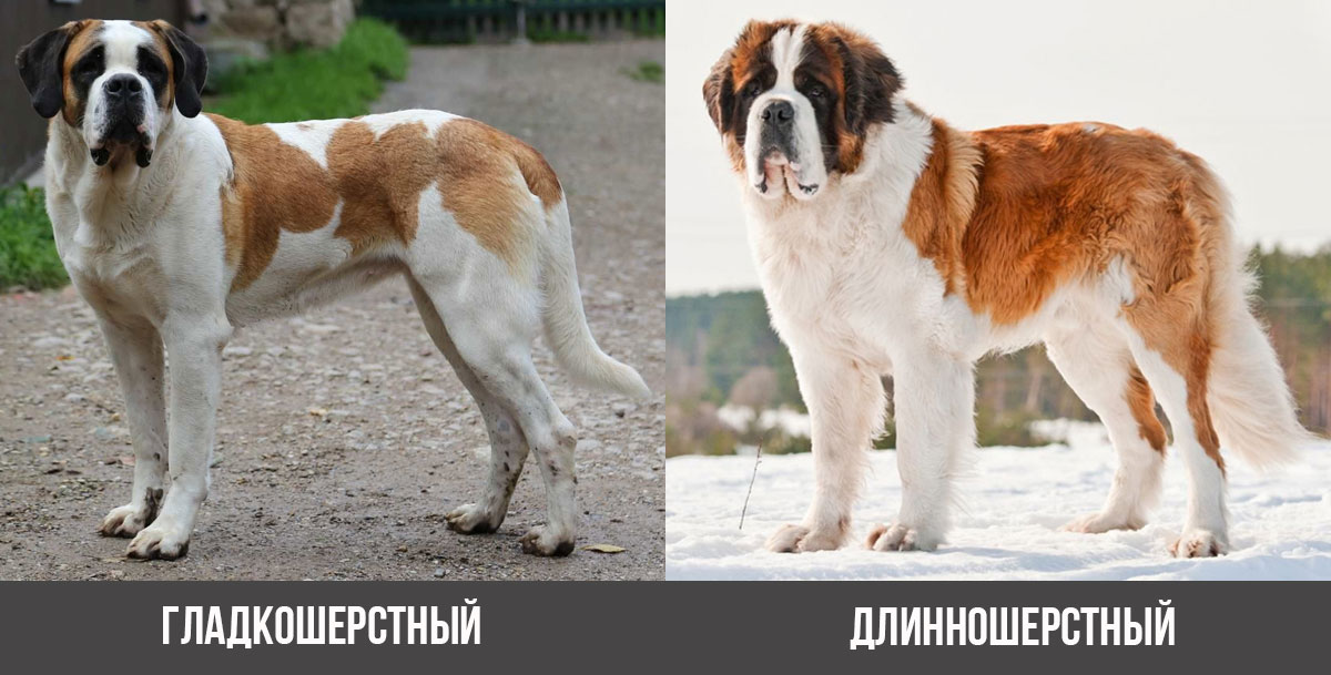 Saint-Bernard à poil long et à poil court