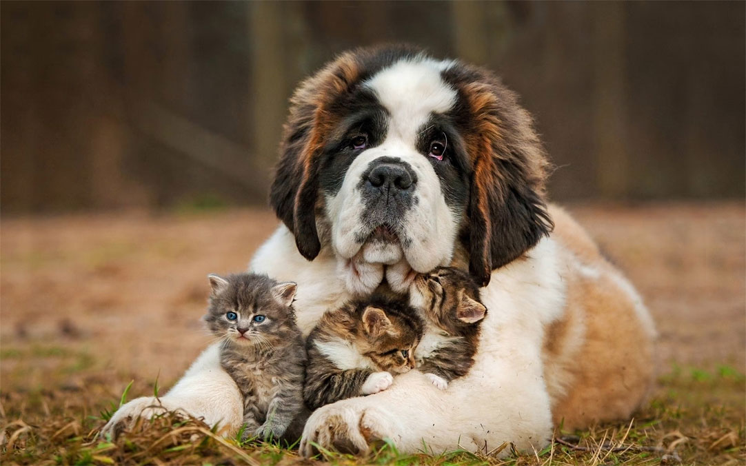 Saint-Bernard et chats