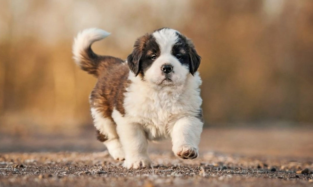 chiot Saint-Bernard