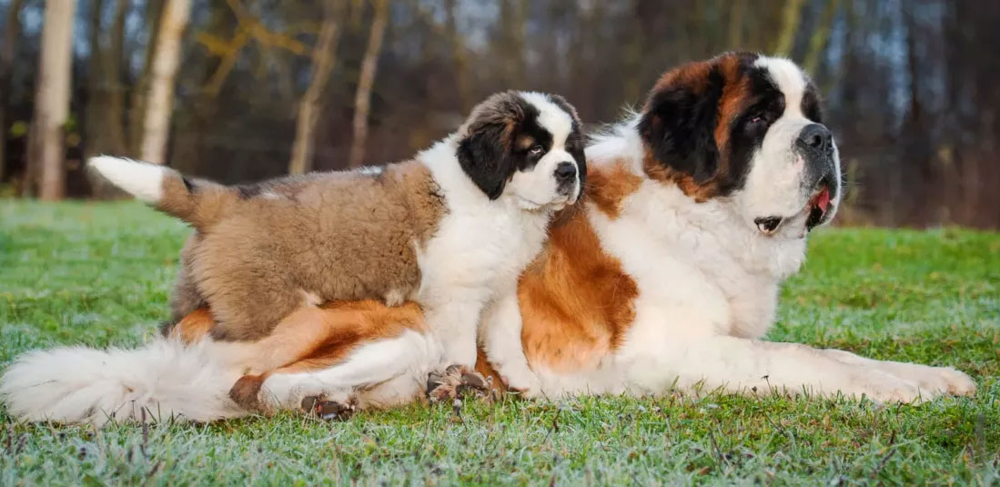 Saint-Bernard - mère et bébé