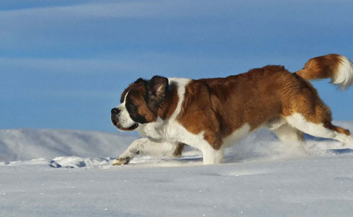 Saint-Bernard en promenade