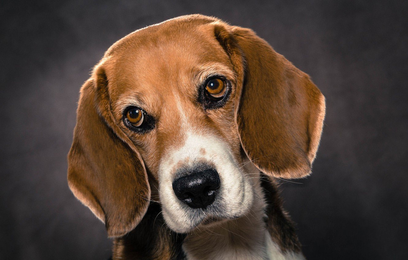 Émotions et pensées des chiens