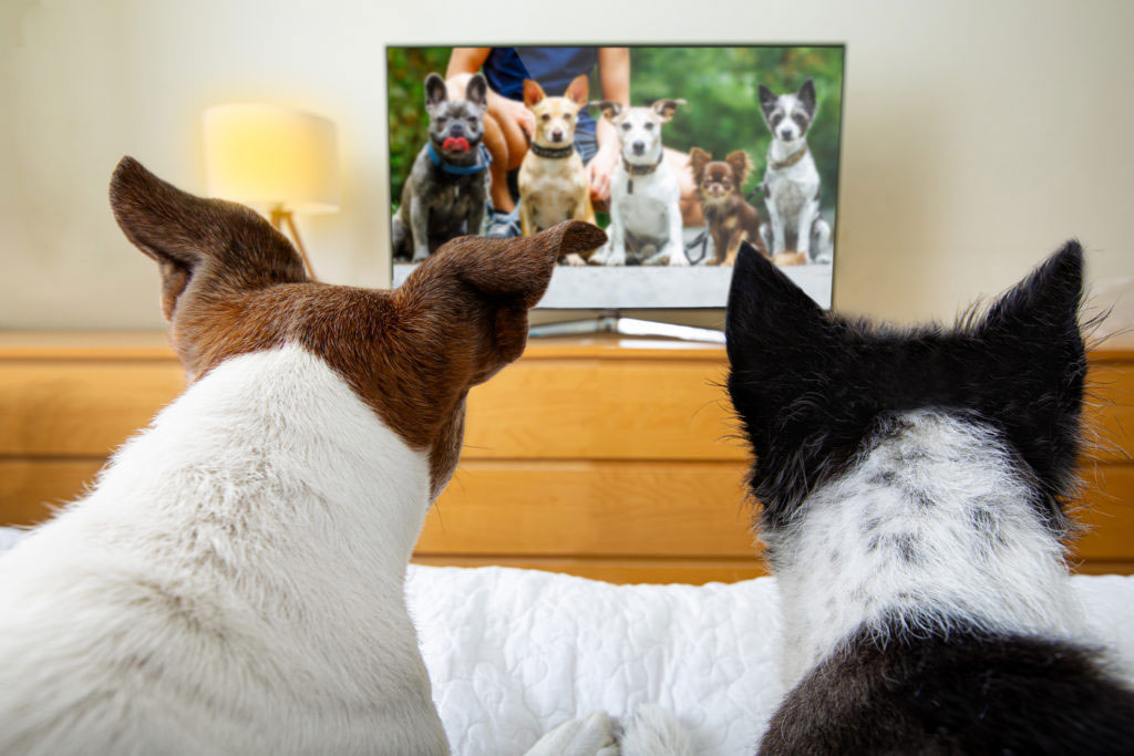 Les chiens regardent la télévision