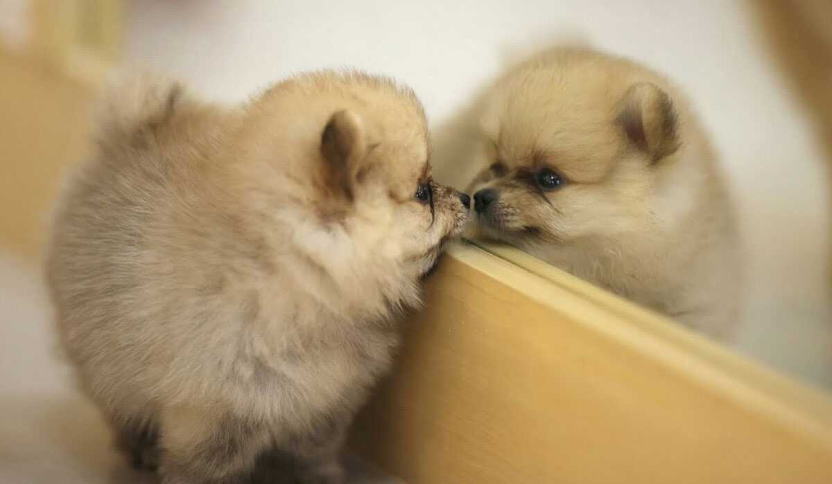 La pensée canine : les chiens se reconnaissent-ils dans le miroir ?