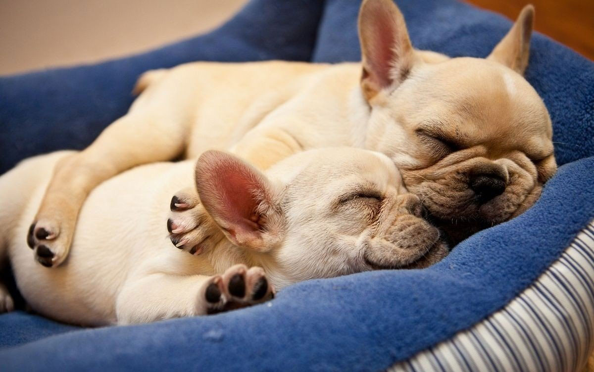 Causes du ronflement chez les chiens