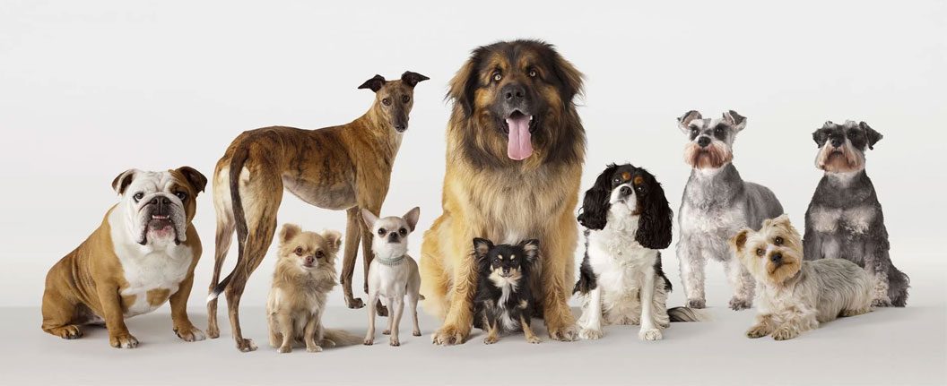 Dates approximatives de puberté chez les chiens de petite et de grande race