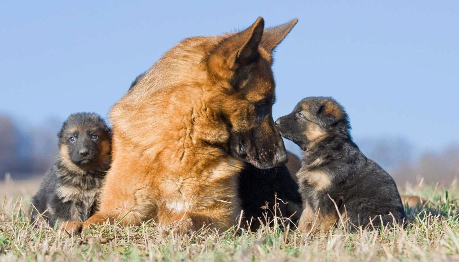 L'âge auquel les chiens de différentes tailles ont commencé à être utilisés pour la reproduction