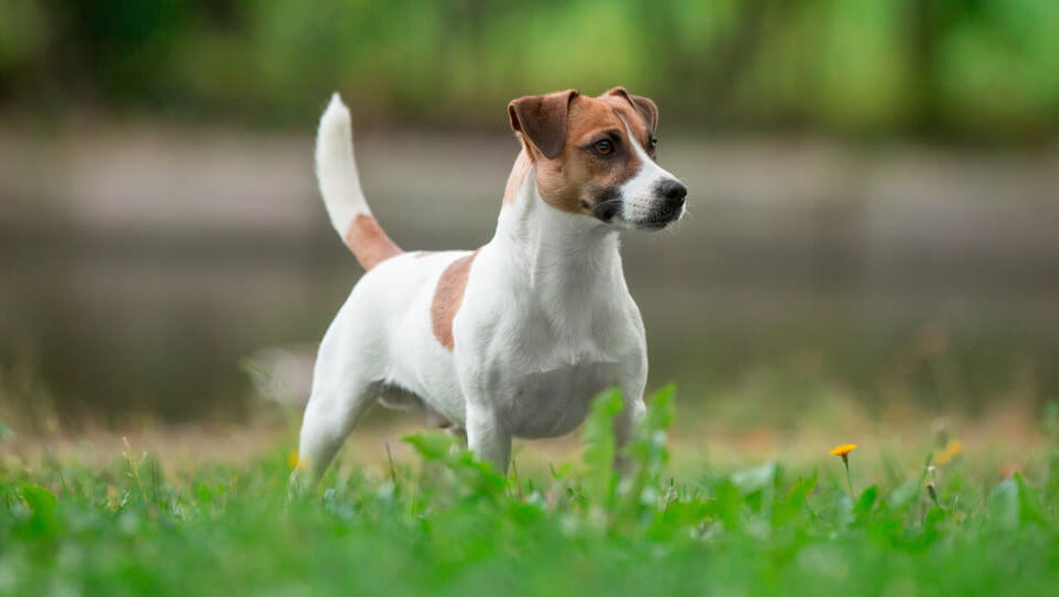 Périodicité de la maturité physique et sexuelle des chiens