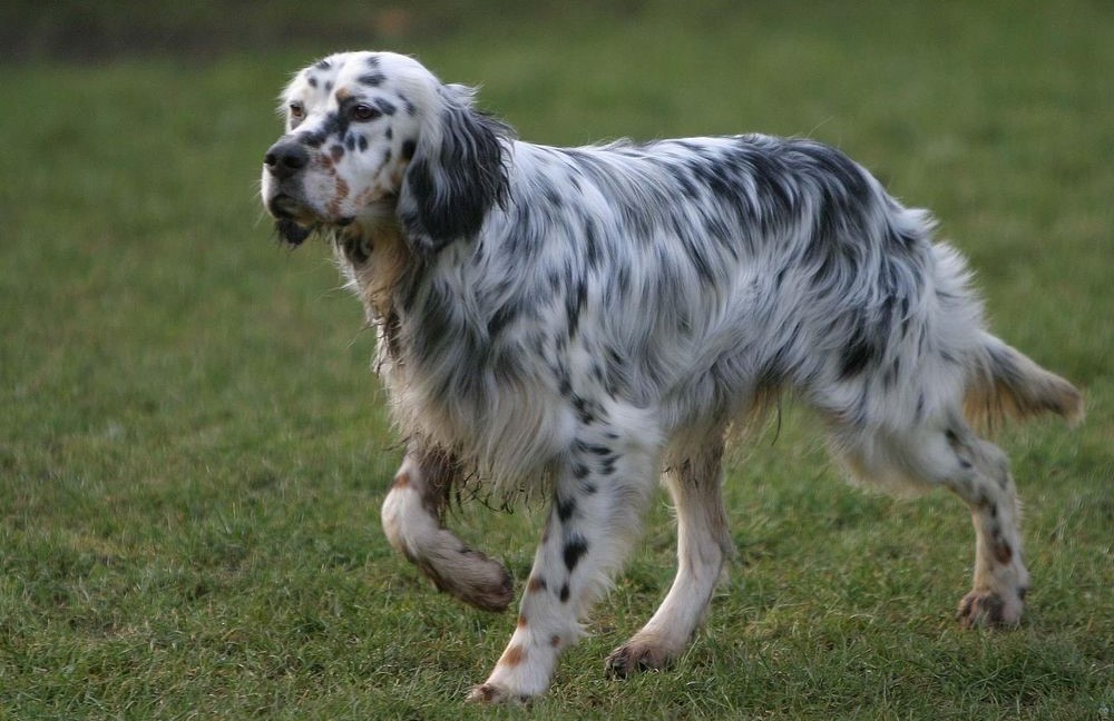 Setter anglais sur l'herbe