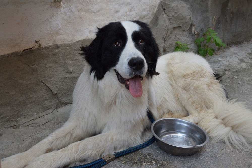 Un chien Landseer près d'un bol