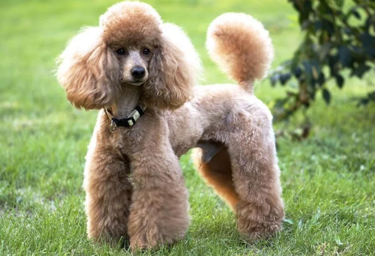 Un caniche figure parmi les chiens les plus intelligents.