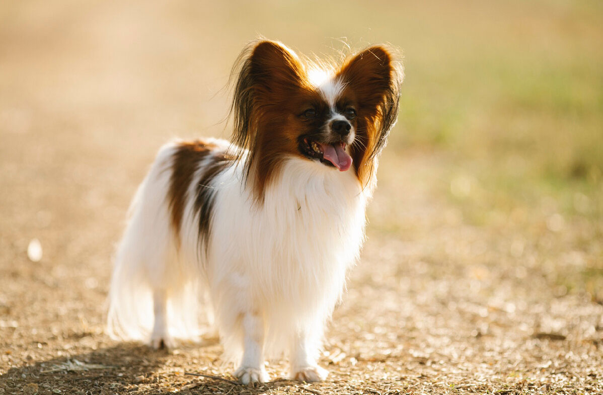 Les chiens les plus intelligents - Papillon