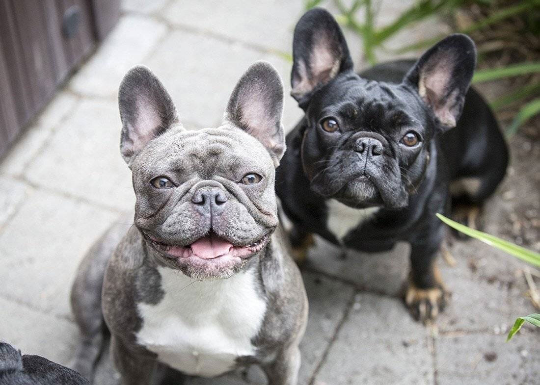 Les chiens les plus intelligents - Bouledogue français