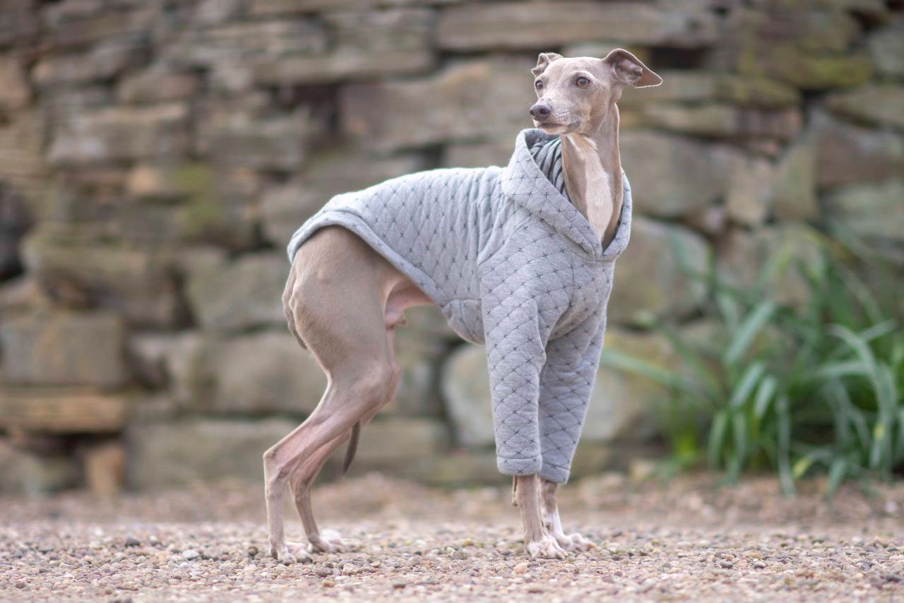 Les chiens les plus intelligents : le lévrier italien