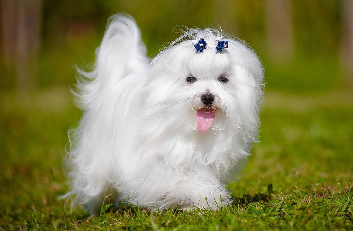 Les chiens les plus intelligents - Maltais