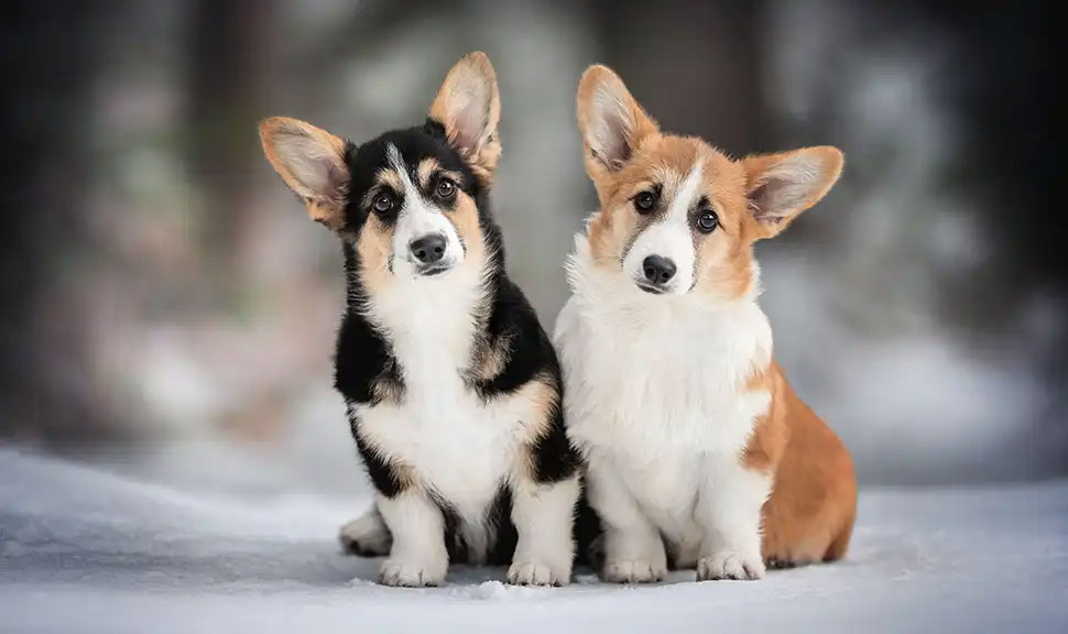 Les Welsh Corgis sont les chiens les plus intelligents pour la vie en appartement.